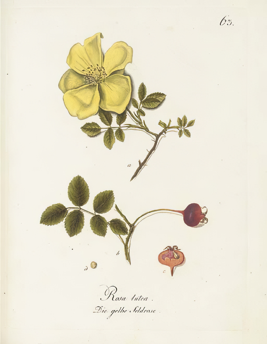 Готлиб Фридрих Абель (1763 - 1822) - фото 1